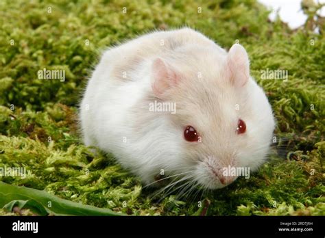 hamsters with red eyes|Hamster With Red Eyes: What Does It Mean and When To See A .